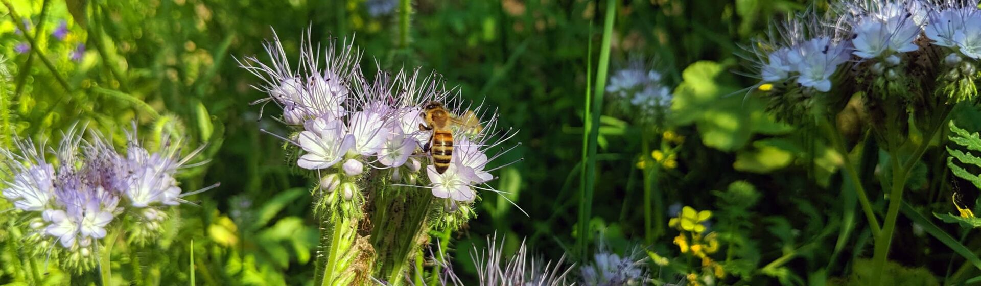 CONTAO_NATURE_THEME_Biene_in_Wildblumenwiese