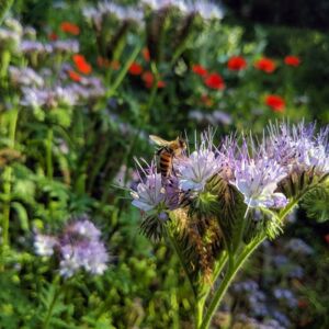 CONTAO_NATURE_THEME_Biene_an_Bienenfreund